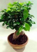 /album/%cf%86%cf%85%cf%84%ce%ac/bonzai-1-jpg1/